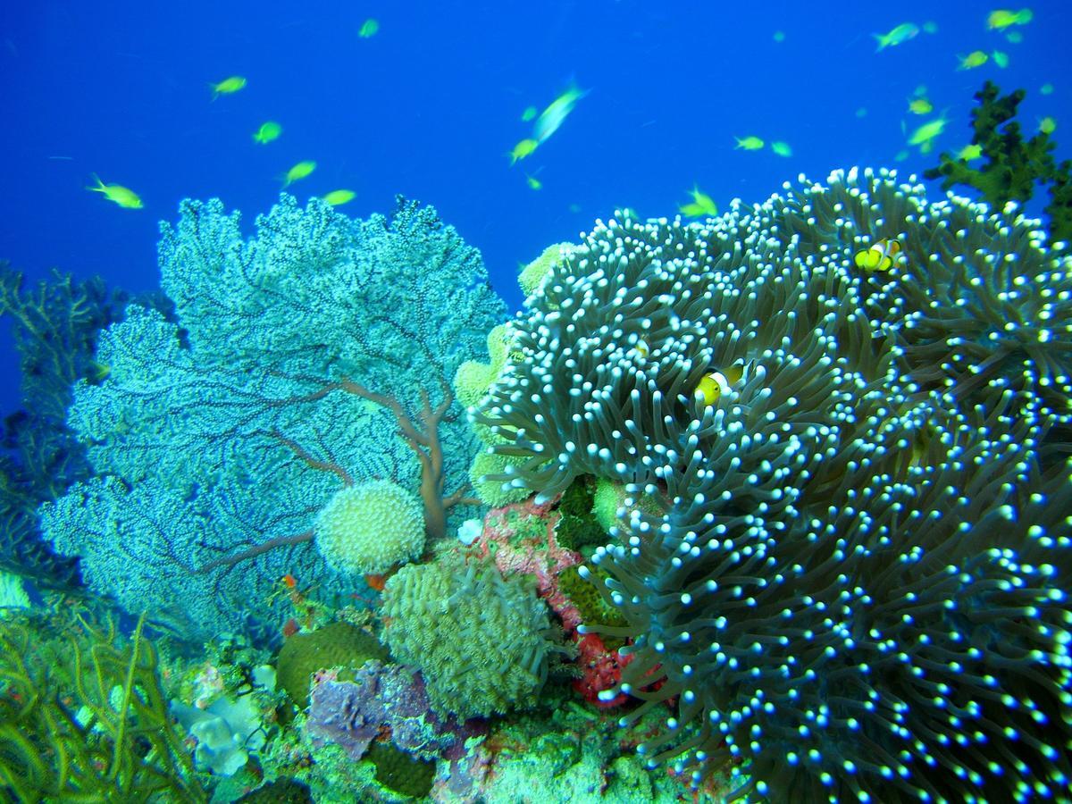 Cabilao Sunset Dive & Beach Resort Loon Экстерьер фото